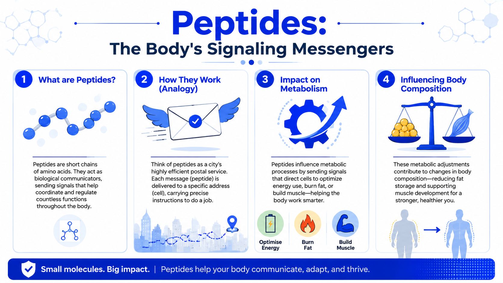 An infographic explaining how peptides function in the body as signaling messengers for metabolic and physical health.