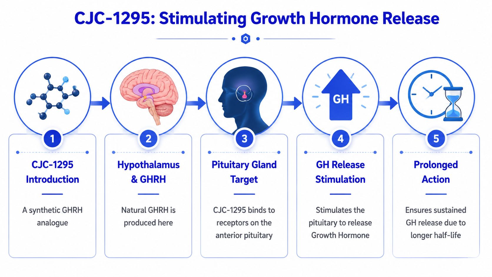 A five-step infographic illustrating how the synthetic peptide CJC-1295 stimulates the release of growth hormone.