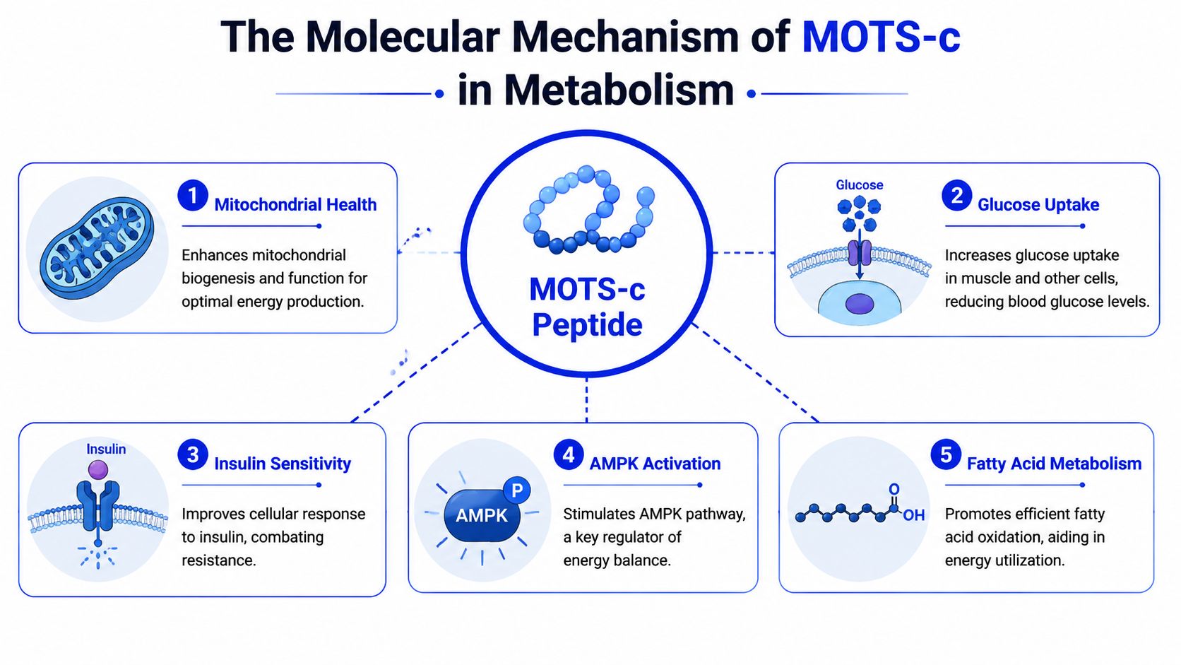 A diagram illustrating the five main metabolic benefits and molecular mechanisms of the MOTS-c peptide in humans.