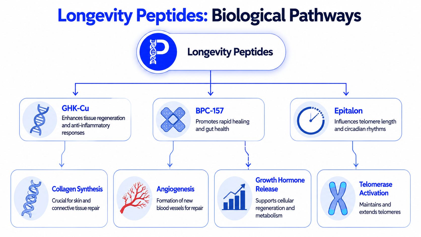 A diagram illustrating the biological pathways and benefits of longevity peptides including GHK-Cu, BPC-157, and Epitalon.
