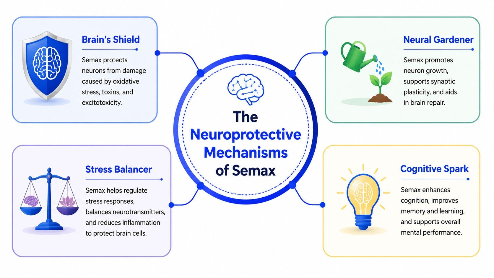 A diagram infographic explaining the four primary neuroprotective mechanisms of the Semax peptide on the human brain.