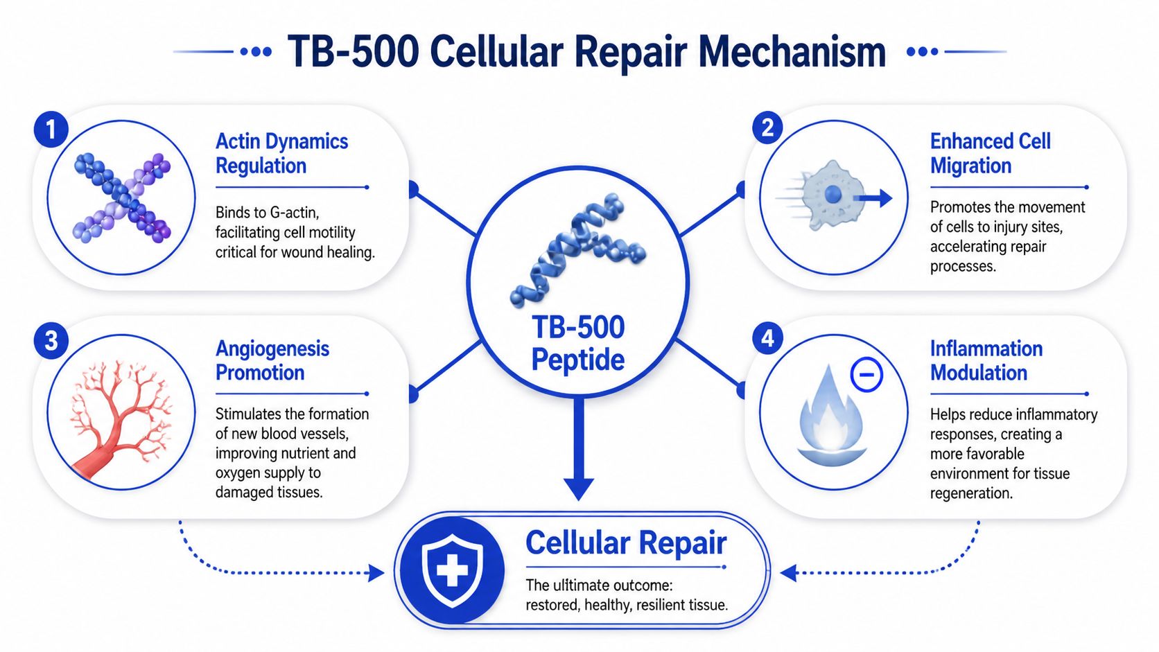A diagram illustrating the cellular repair mechanisms of the TB-500 peptide through four primary biological pathways.