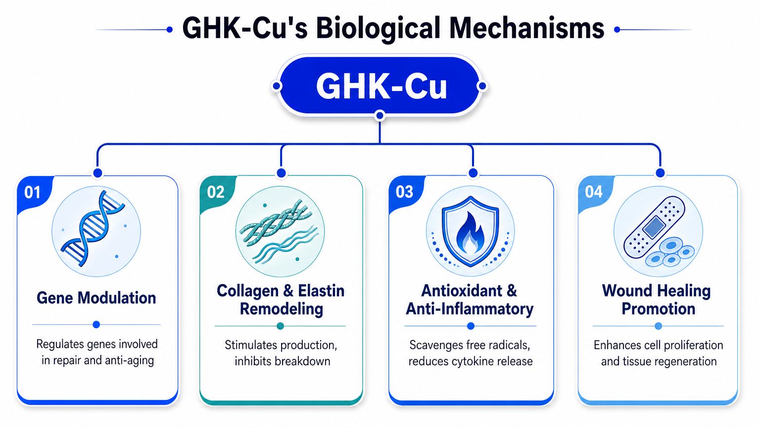 A diagram explaining the biological mechanisms of GHK-Cu including gene modulation, tissue remodeling, antioxidant effects, and wound healing.