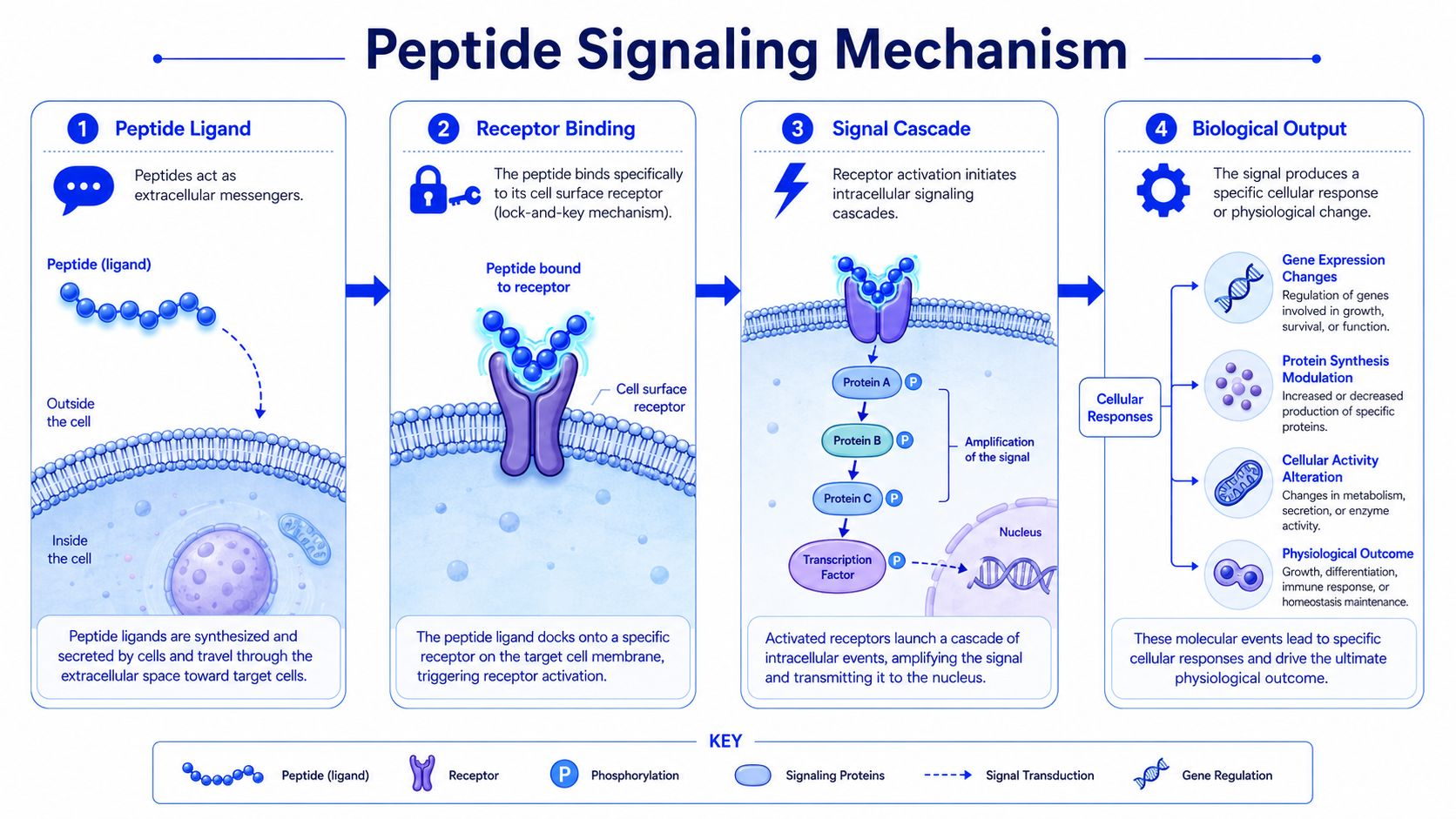 A diagram illustrating the four-step peptide signaling mechanism process from ligand binding to biological cellular response.