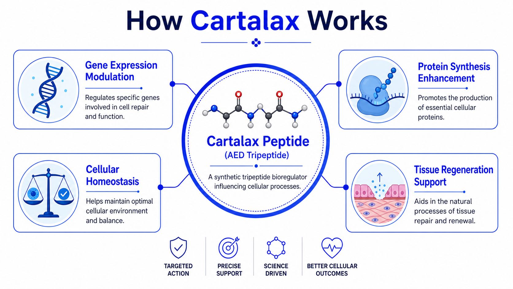 A diagram explaining the four key biological functions and benefits of the synthetic Cartalax AED tripeptide bioregulator.