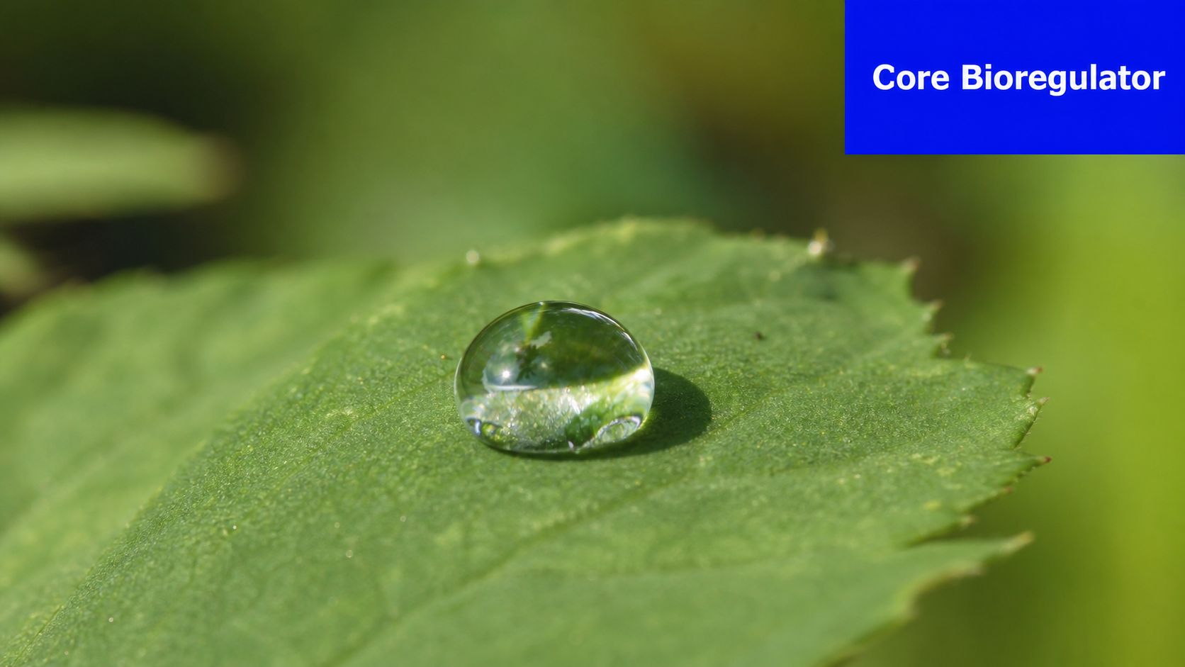 A crystal clear water droplet resting delicately on the textured surface of a vibrant green leaf.