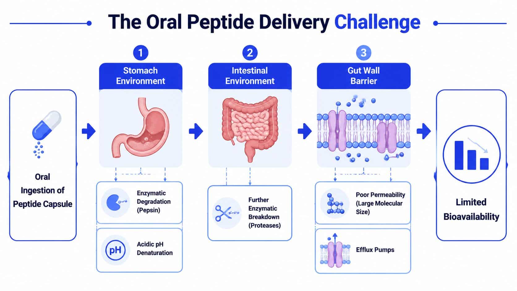 A diagram illustrating the biological challenges of oral peptide drug delivery through the stomach and intestines.