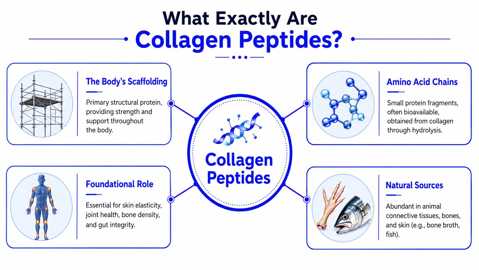 An infographic titled What Exactly Are Collagen Peptides explaining their definition, role, sources, and structural benefits.