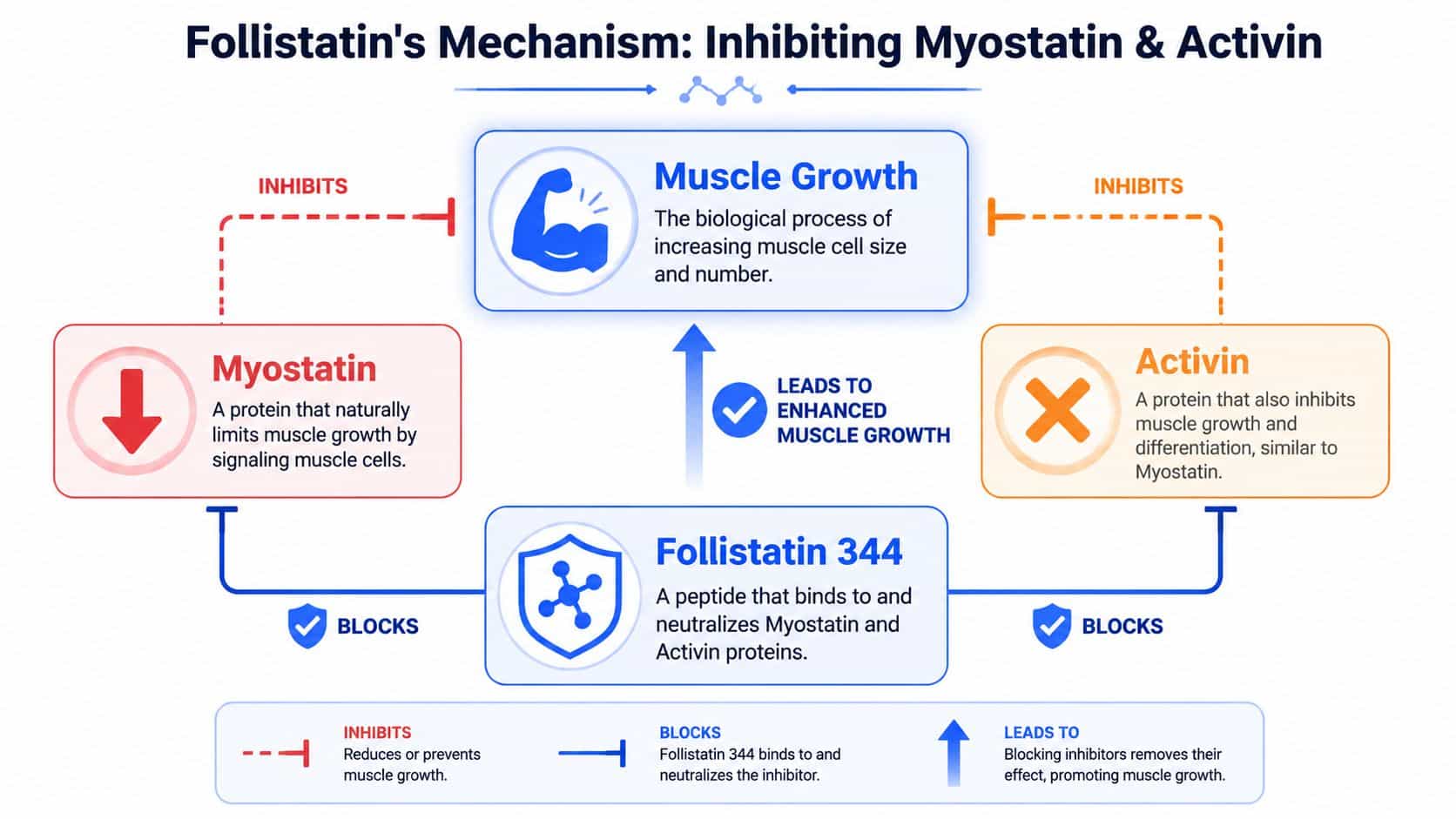 A diagram illustrating how Follistatin 344 peptide promotes muscle growth by blocking Myostatin and Activin inhibitors.