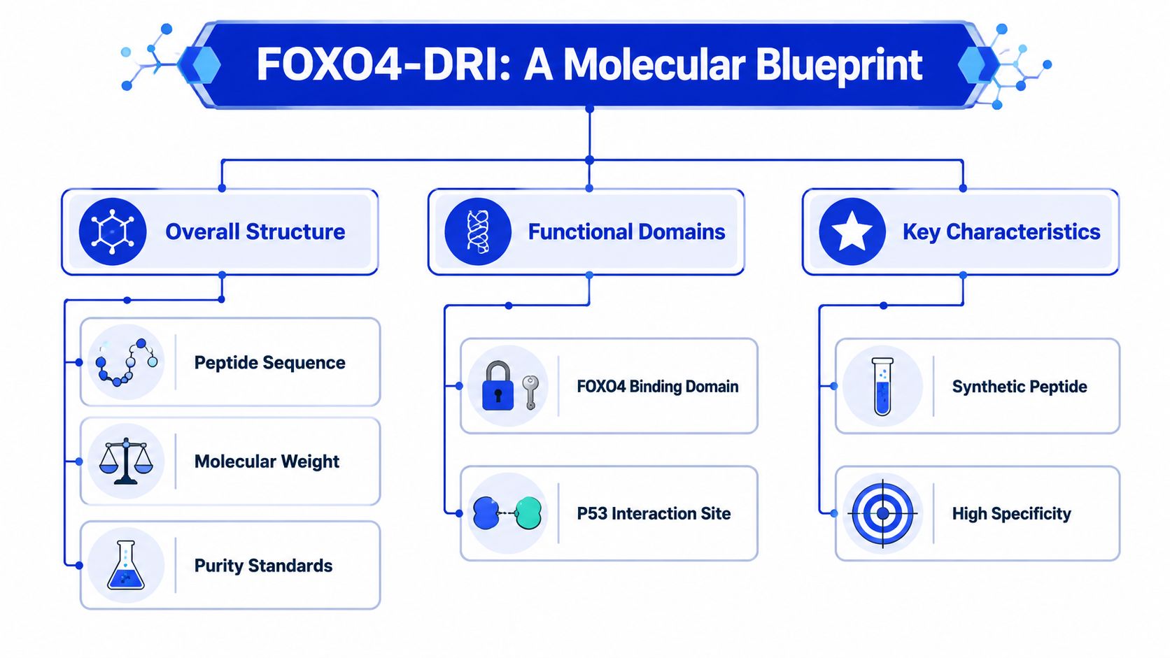 A diagram outlining the structural and functional characteristics of the FOXO4-DRI peptide in a molecular blueprint format.