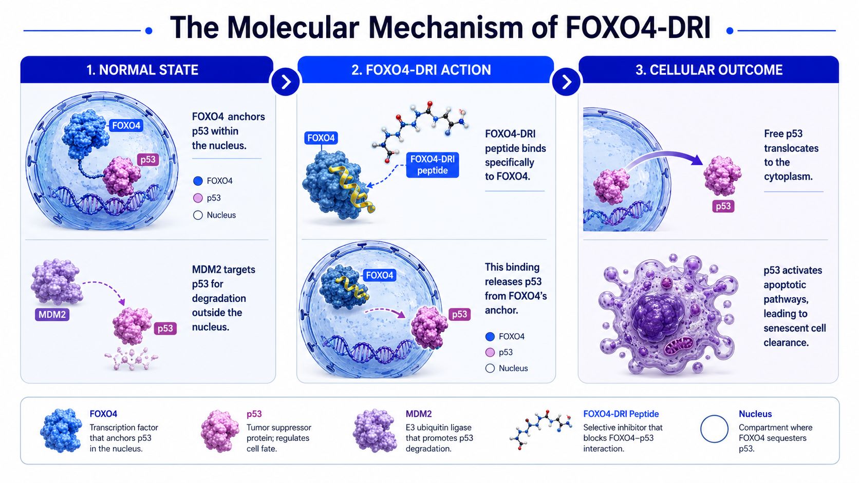 A diagram illustrating the molecular mechanism of the FOXO4-DRI peptide in inducing apoptosis in senescent cells.