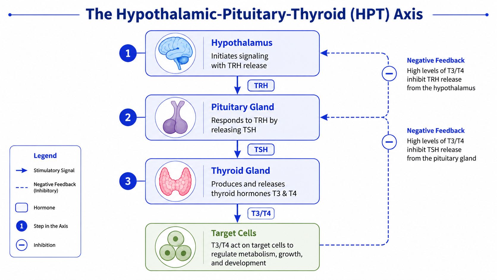 A diagram illustrating the HPT axis showing communication between the hypothalamus, pituitary gland, and thyroid gland.