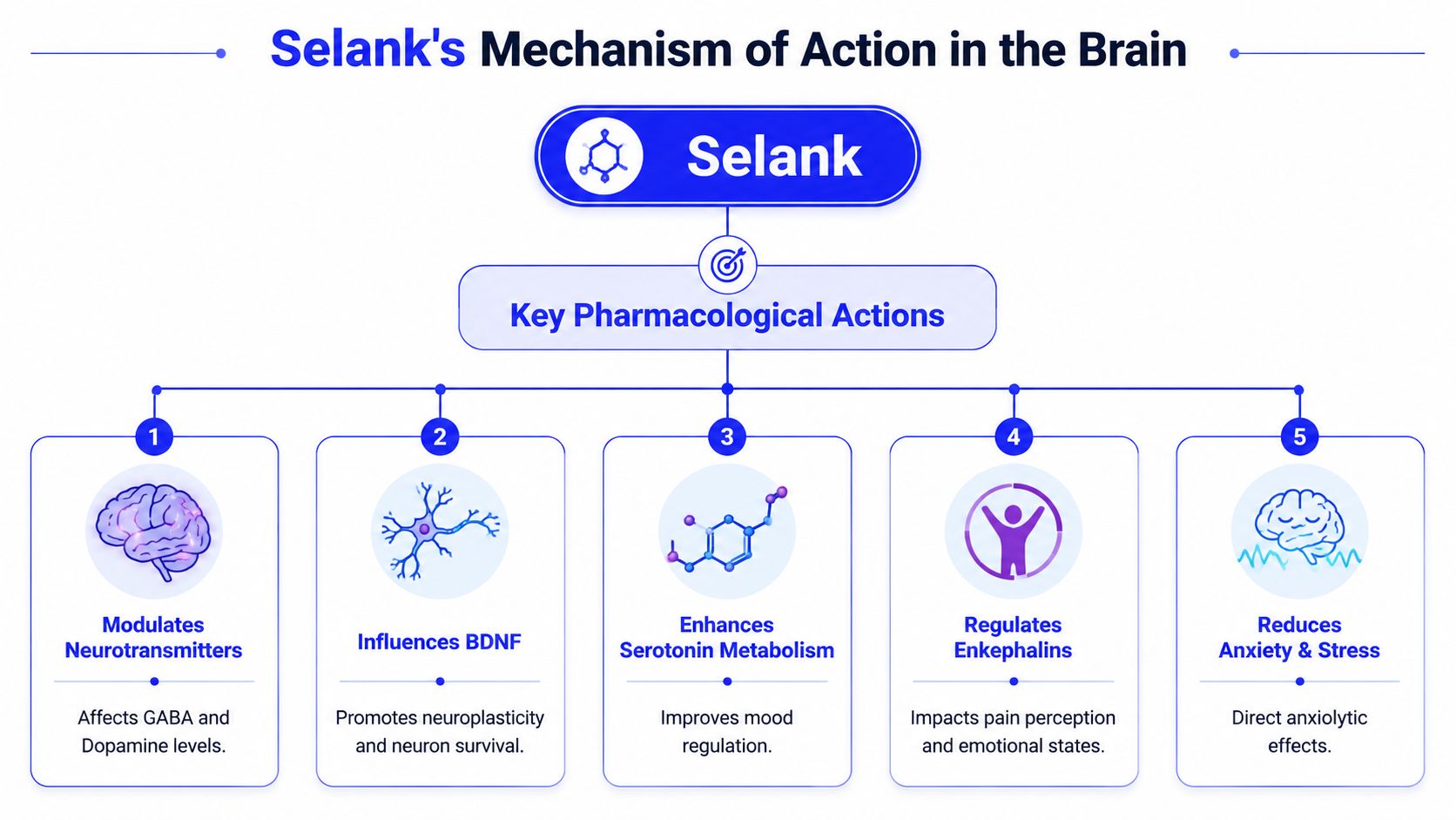 A diagram illustrating the pharmacological mechanisms of Selank, including neurotransmitter modulation, BDNF influence, and anxiety reduction.