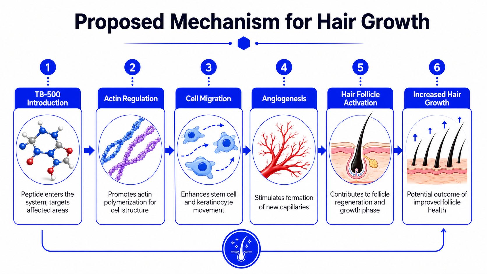 A diagram illustrating the proposed step-by-step biological mechanism of TB-500 for promoting human hair growth.
