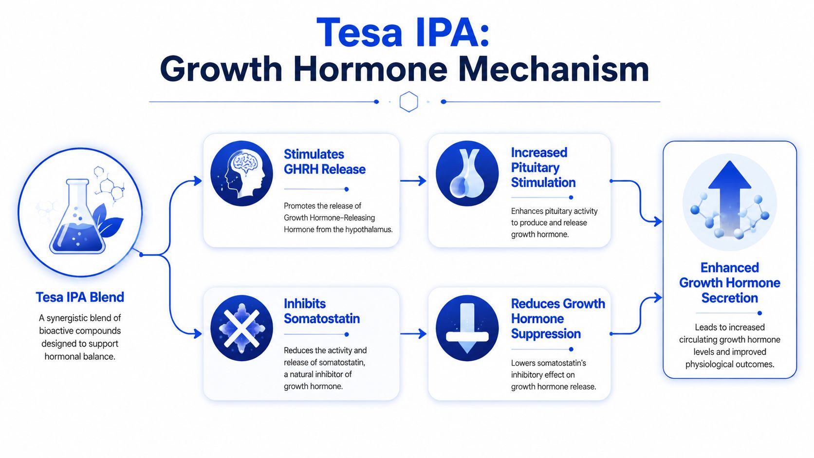 A diagram explaining the mechanism of Tesa IPA blend in stimulating growth hormone release and secretion.