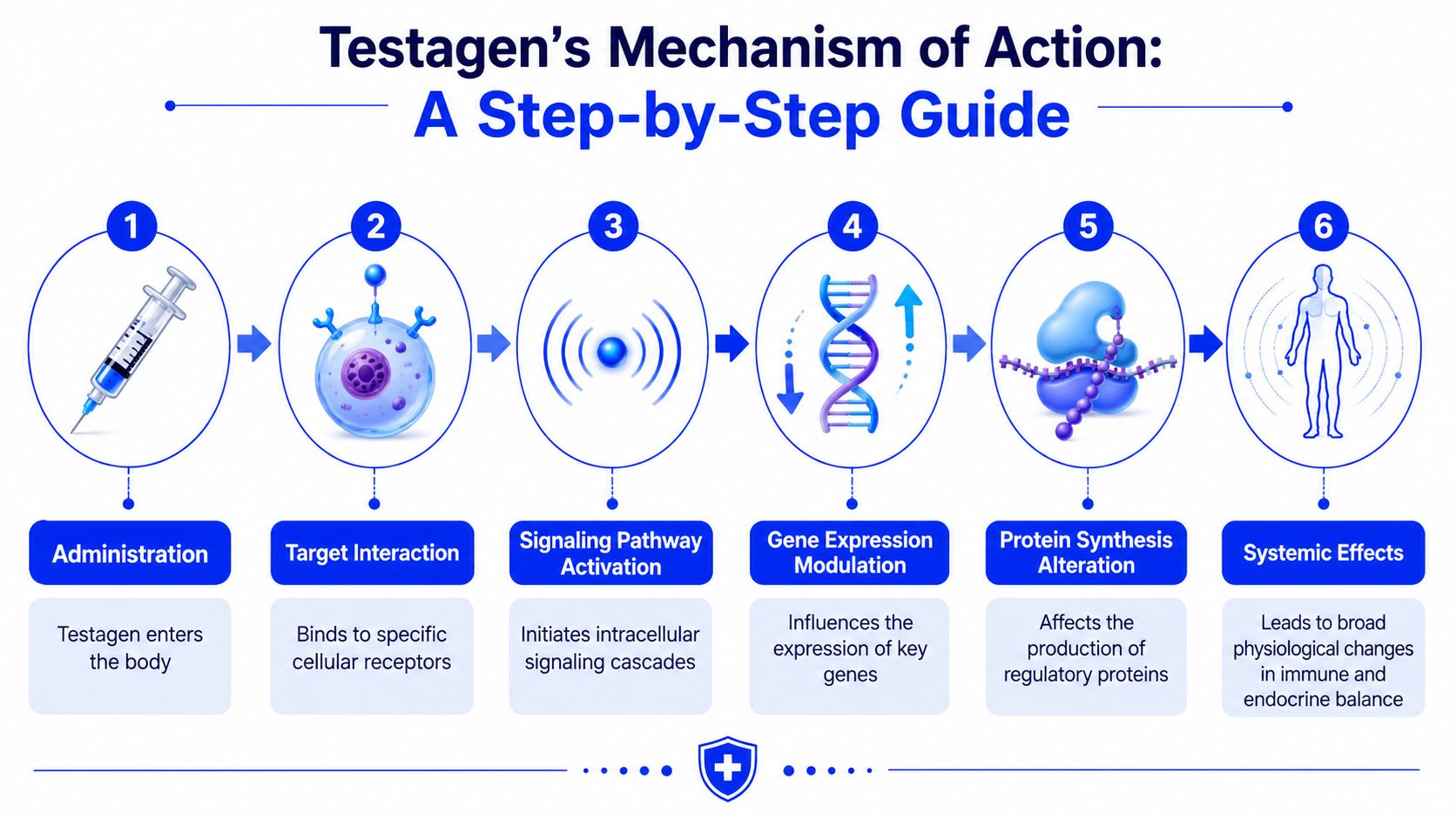 An infographic detailing the six-step biological mechanism of action for the Testagen peptide therapy process.