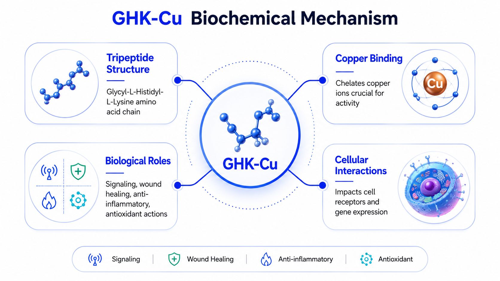 An infographic detailing the biochemical mechanism, structure, and biological roles of the GHK-Cu copper peptide complex.
