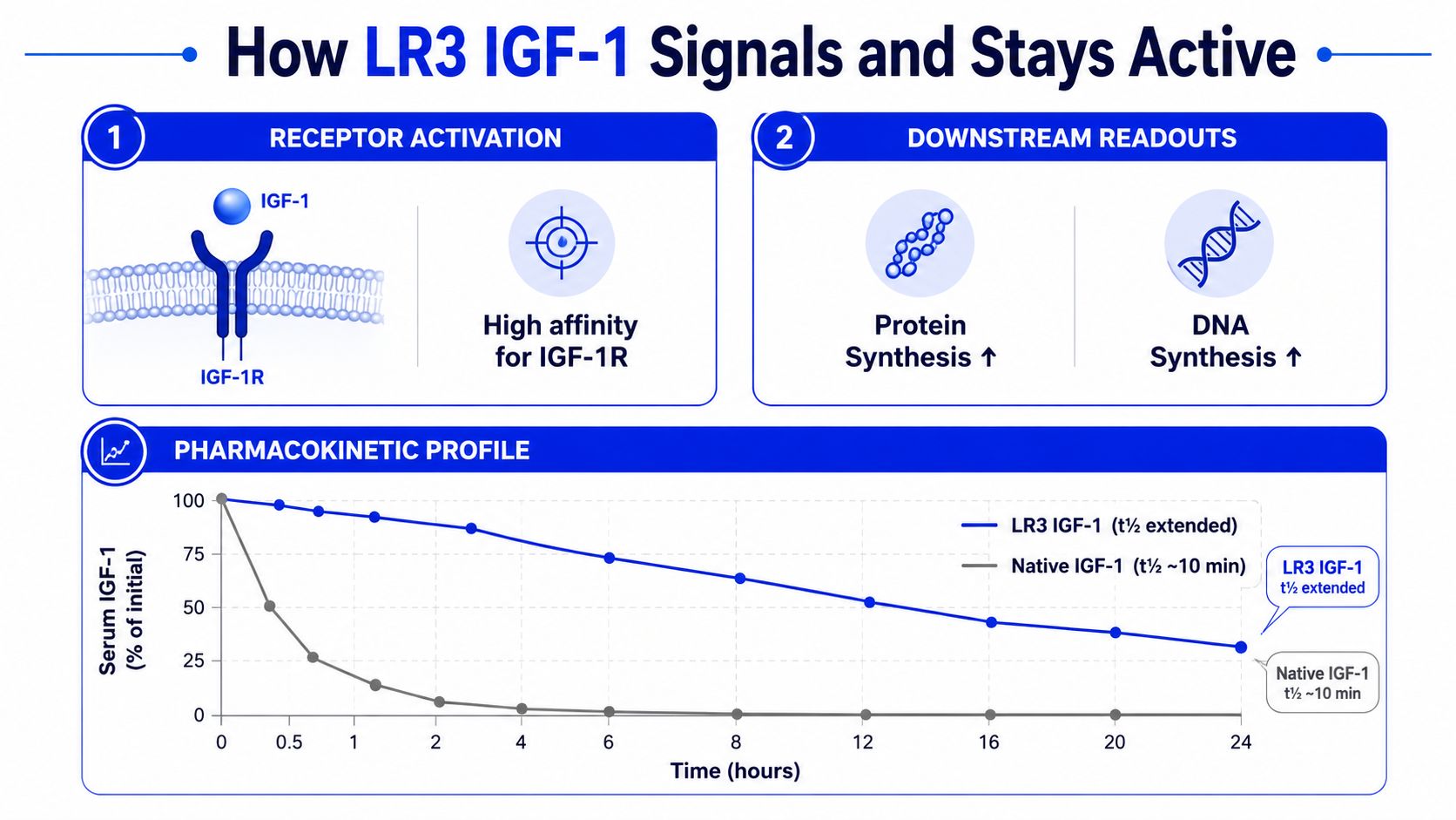 An infographic showing the signaling, downstream effects, and extended half-life of LR3 IGF-1 compared to native IGF-1.