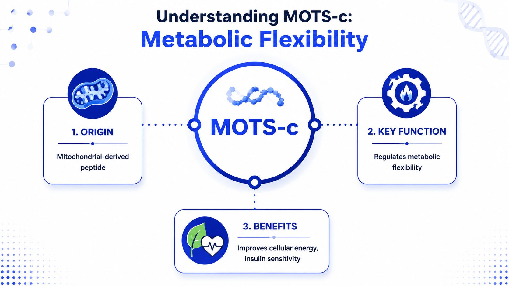 An infographic explaining MOTS-c, a mitochondrial-derived peptide that regulates metabolic flexibility and improves cellular energy and insulin sensitivity.