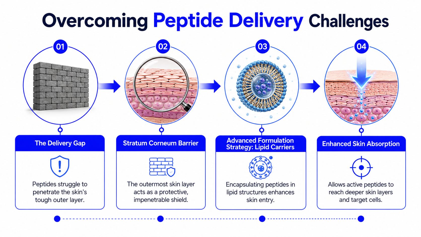 A four-step infographic showing how lipid carriers help peptides overcome skin barrier challenges to reach target cells.