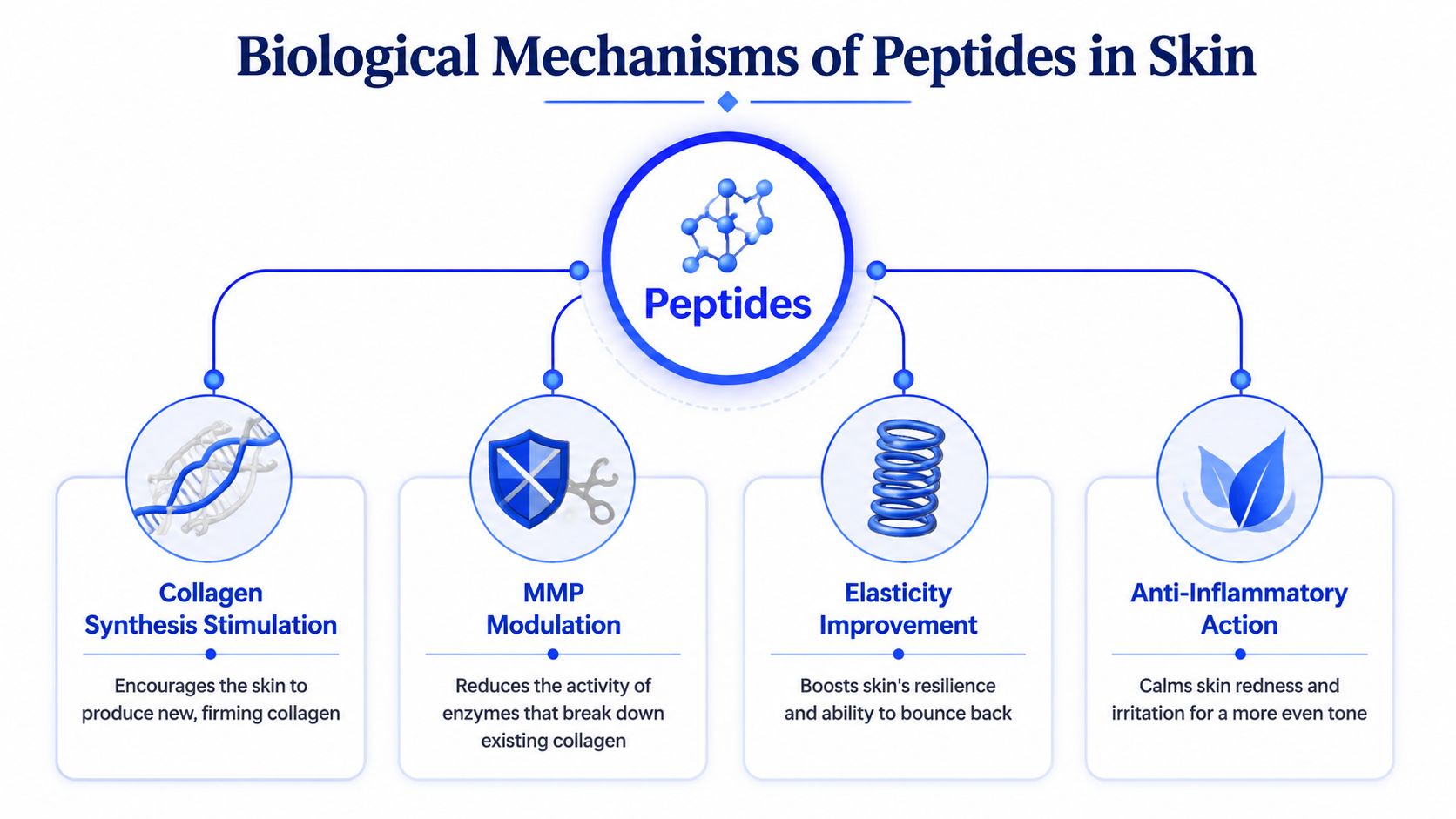 A diagram illustrating the four biological benefits of peptides for skin health, including collagen synthesis and inflammation.