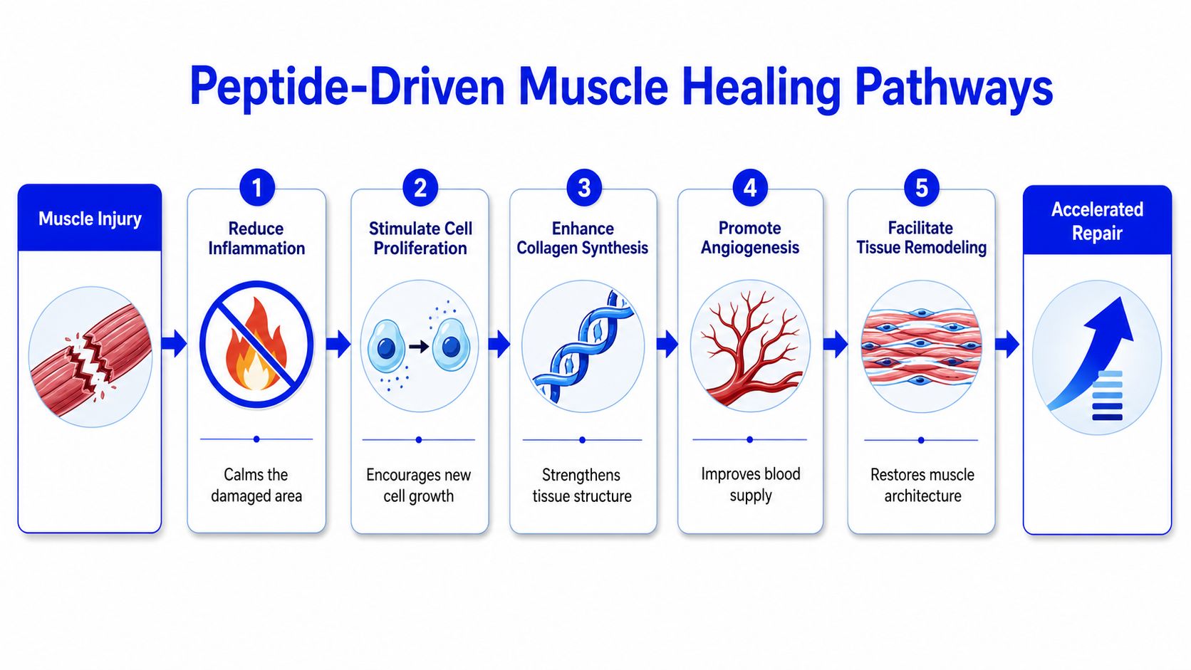 A diagram illustrating the five stages of peptide-driven muscle healing pathways from injury to accelerated repair.