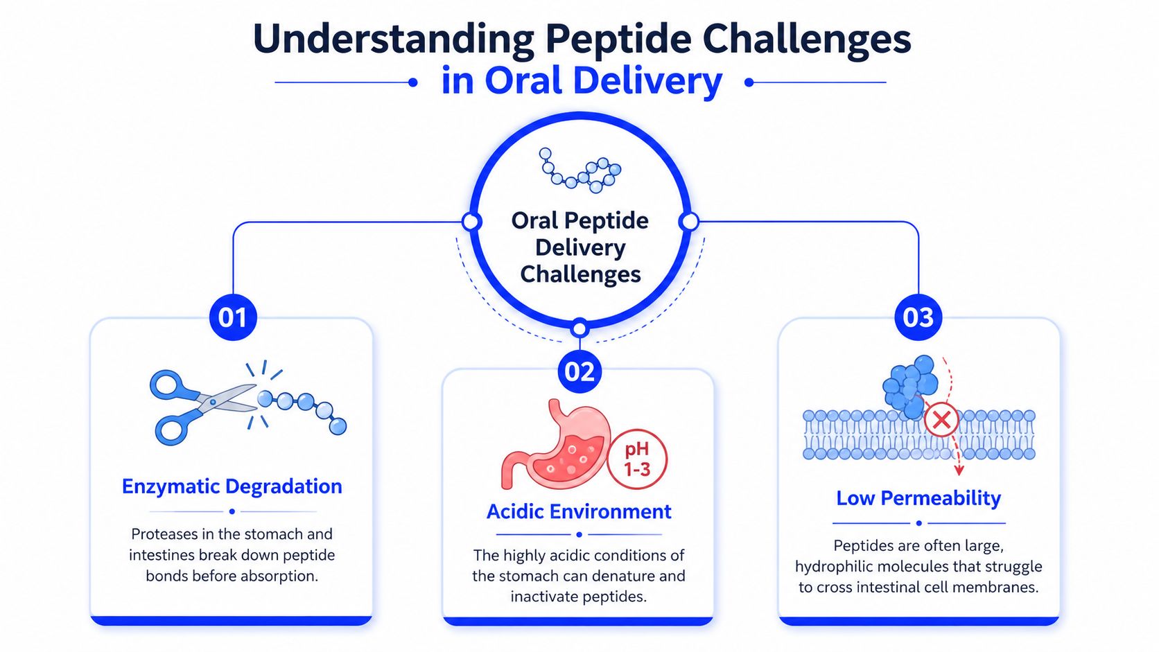 An infographic illustrating three key challenges of oral peptide drug delivery: enzymatic degradation, acidic stomach environment, and low permeability.