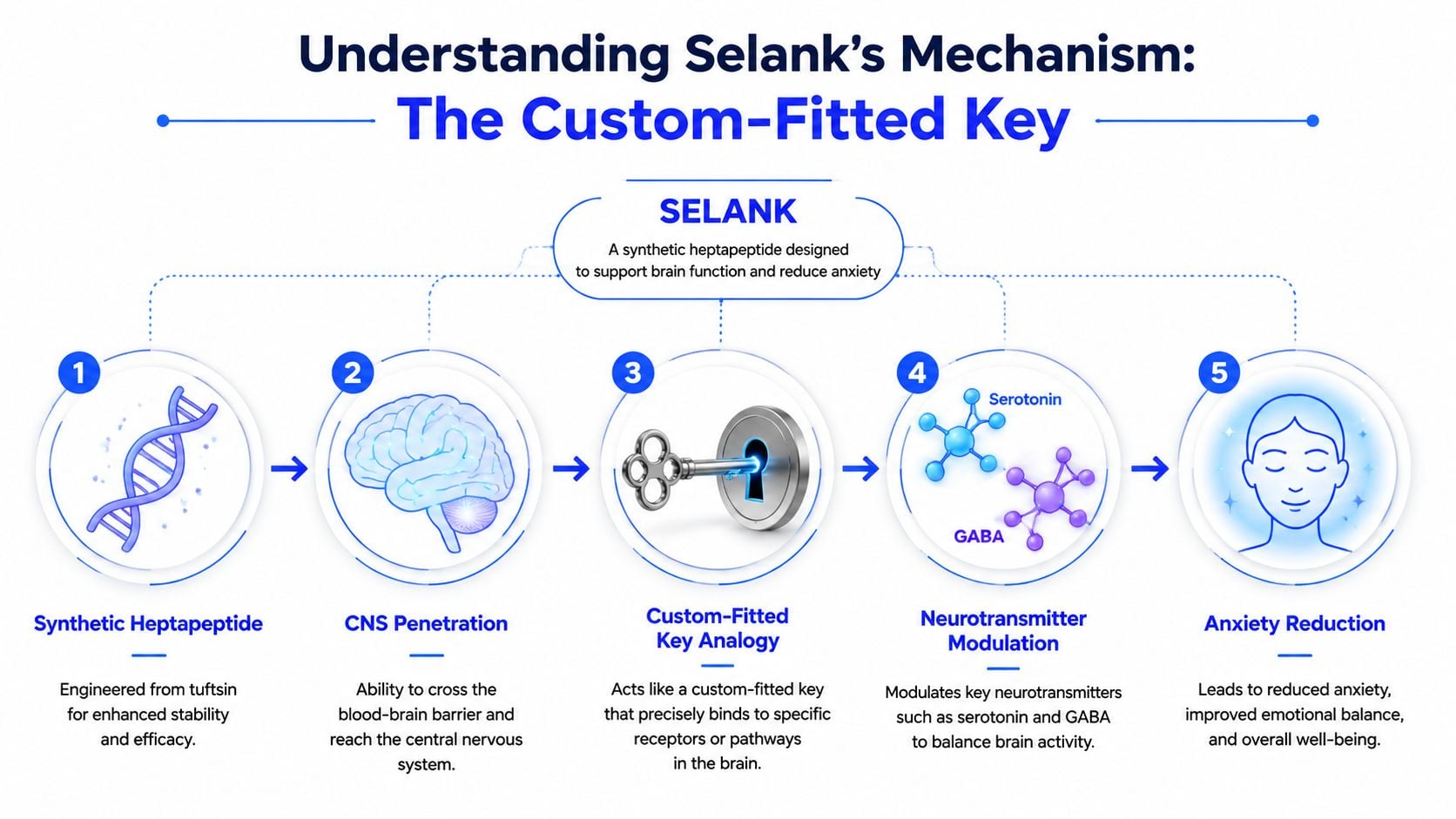 A diagram explaining the mechanism of action of the synthetic peptide Selank in the human brain.