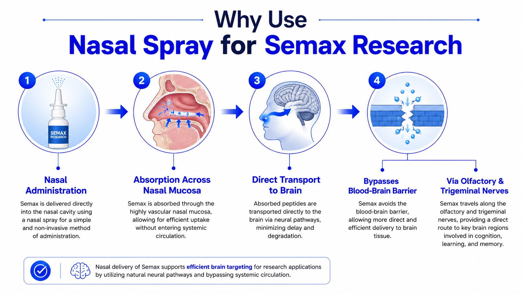 A diagram illustrating the nasal spray administration process for Semax, highlighting its direct brain targeting pathway.