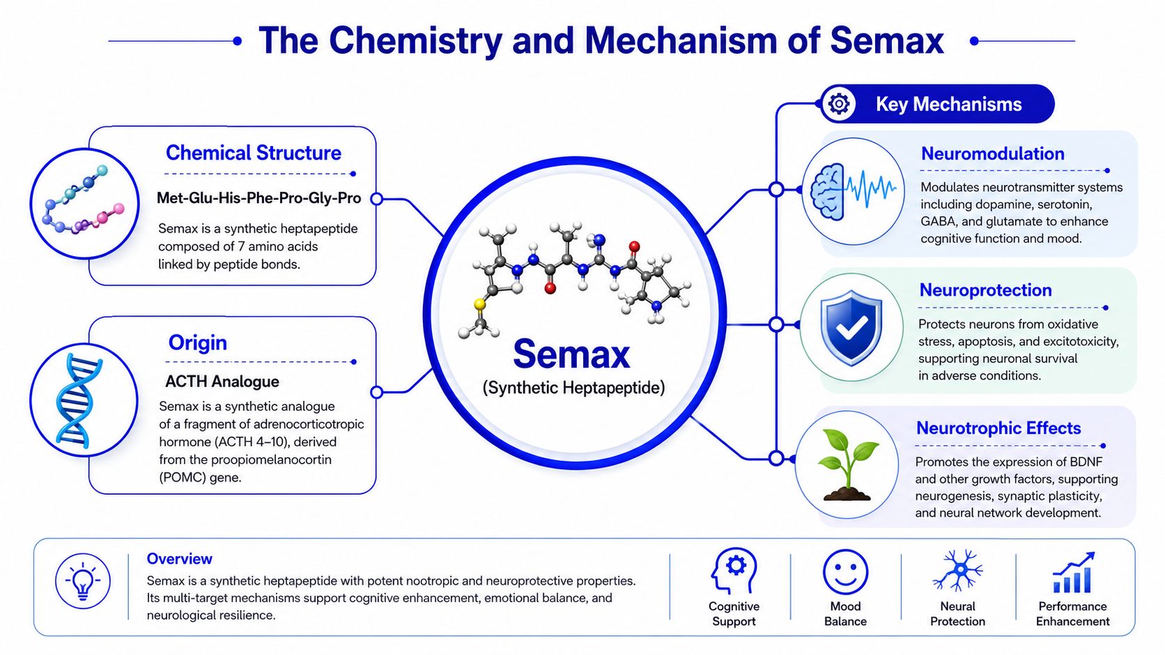 A detailed infographic explaining the chemical structure, origin, and neuroprotective mechanisms of the synthetic heptapeptide Semax.