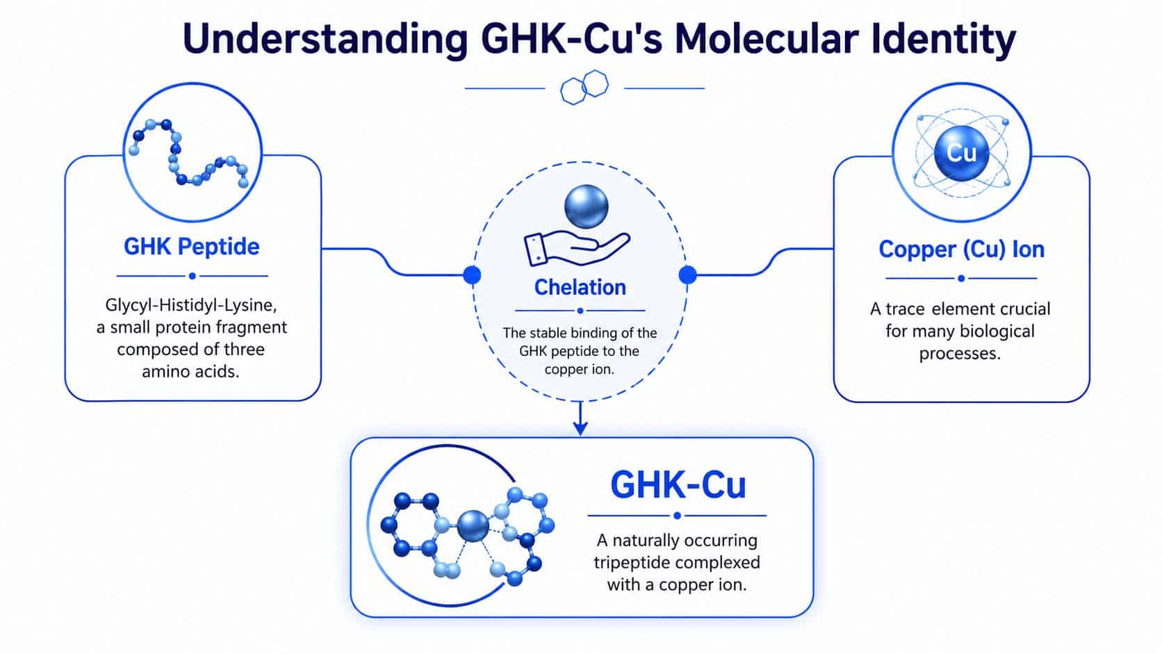 A diagram illustrating the molecular structure and chelation process of the GHK-Cu tripeptide complex.