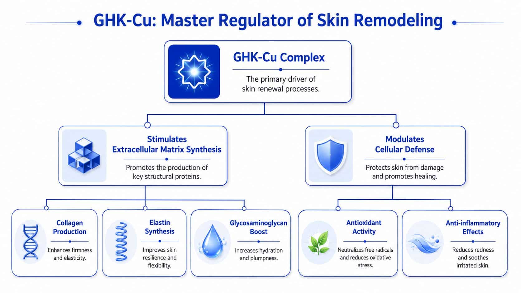 A diagram illustrating how GHK-Cu complex functions as a master regulator of skin remodeling and renewal.