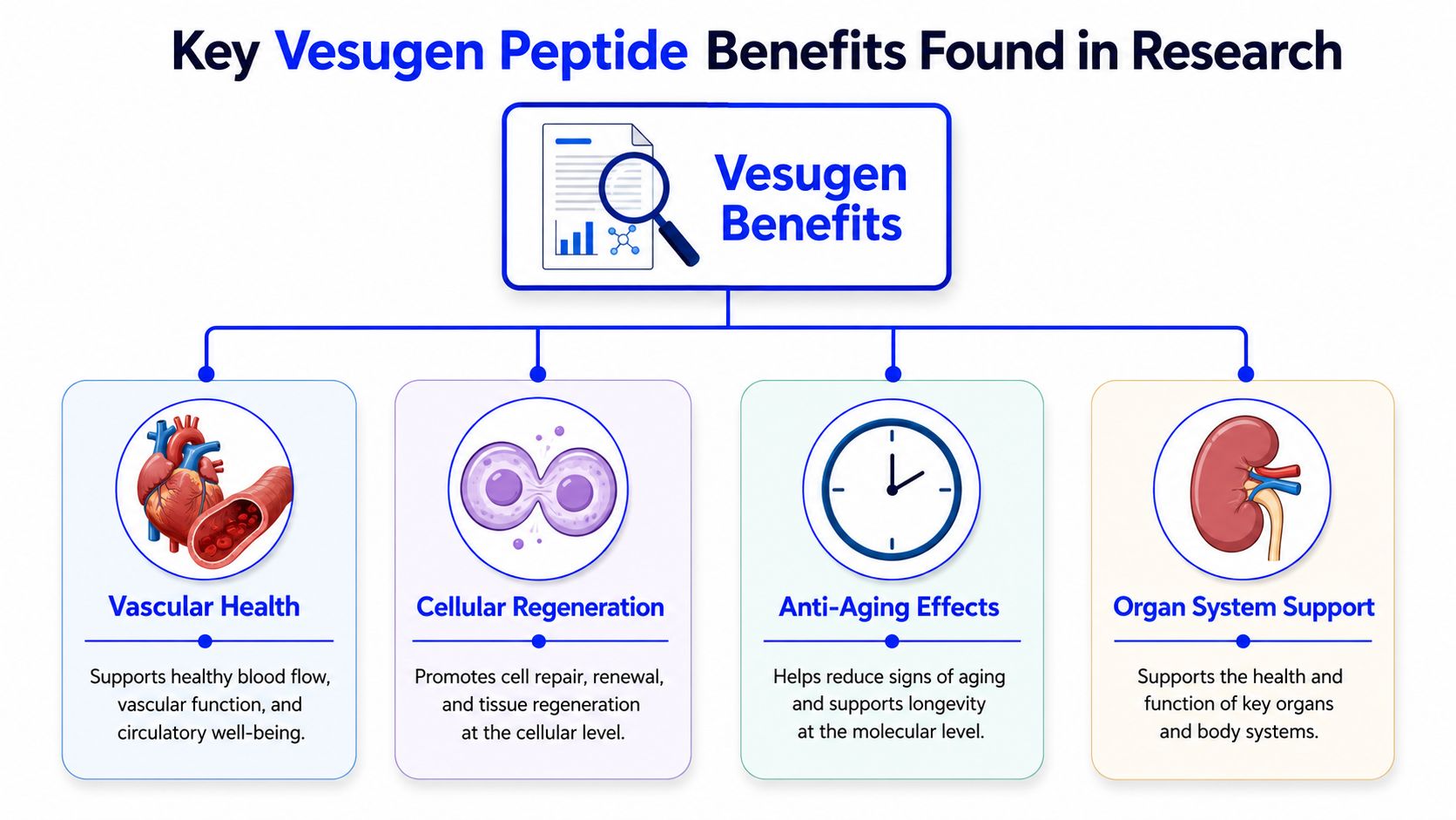 A diagram outlining the key health benefits of Vesugen peptides, including vascular health, cellular regeneration, anti-aging, and organ support.