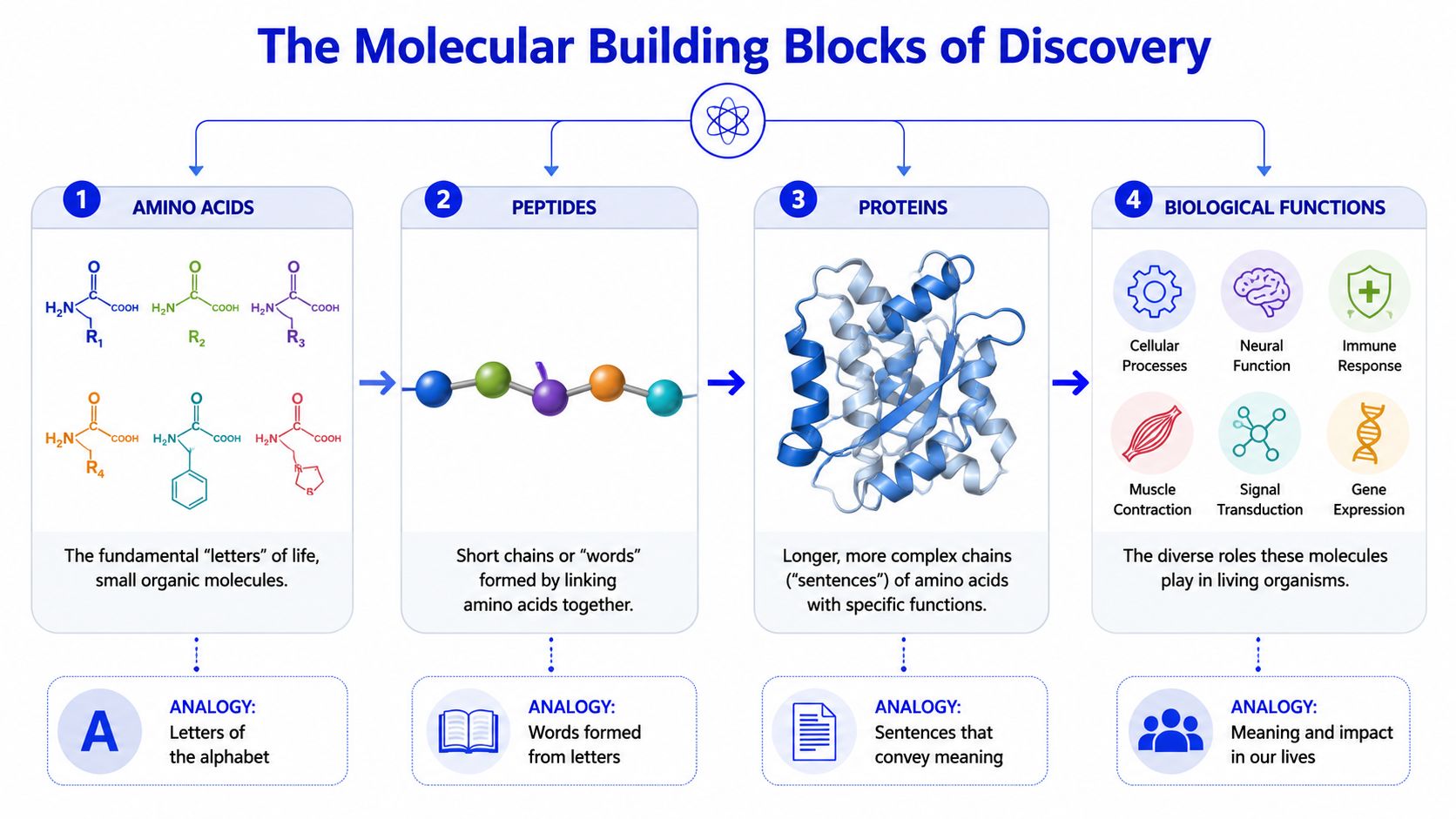 A diagram illustrating how amino acids connect to form peptides and proteins with diverse biological functions.