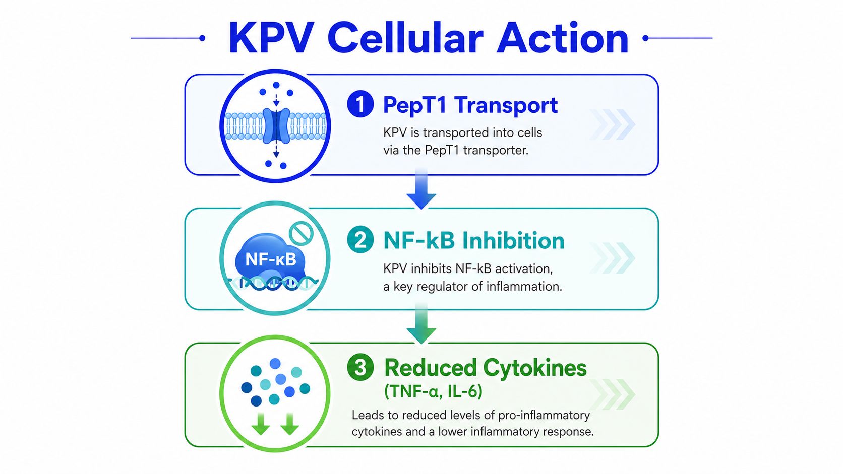 A diagram illustrating the three-step cellular mechanism of the KPV peptide reducing inflammation through PepT1 transport.