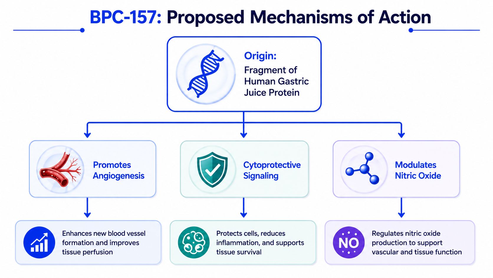 A diagram illustrating the proposed biological mechanisms of action for the BPC-157 peptide in the human body.