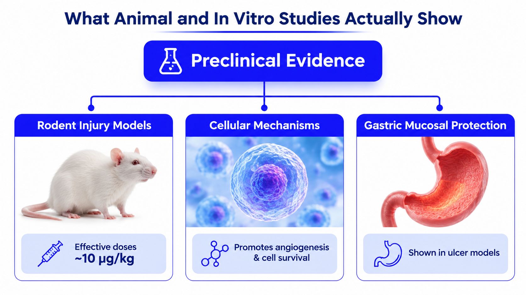 A diagram illustrating preclinical evidence for BPC-157, showing rodent studies, cellular mechanisms, and gastric protection benefits.
