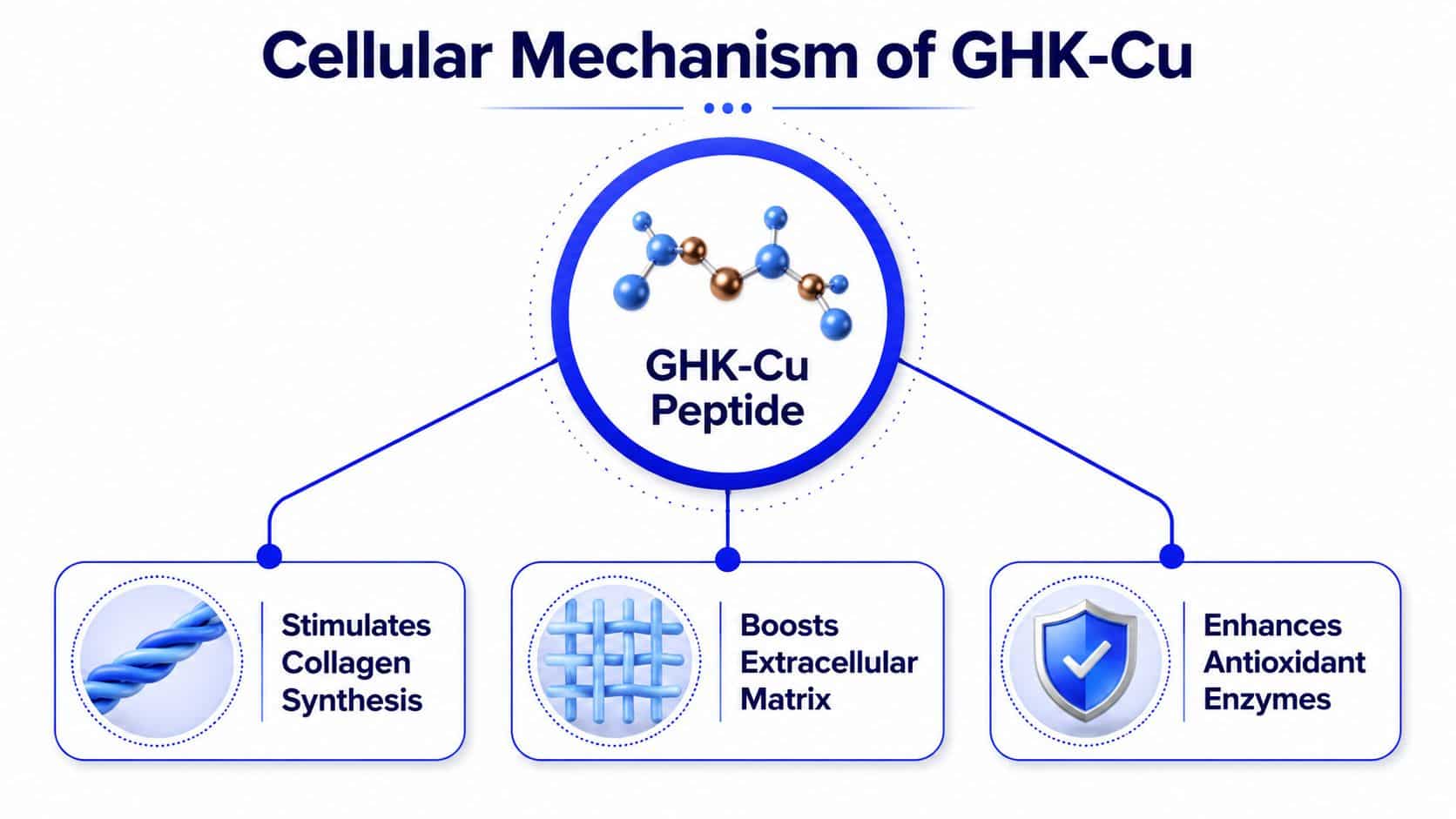 A diagram illustrating the cellular mechanism of the GHK-Cu peptide including collagen synthesis, extracellular matrix, and enzymes.