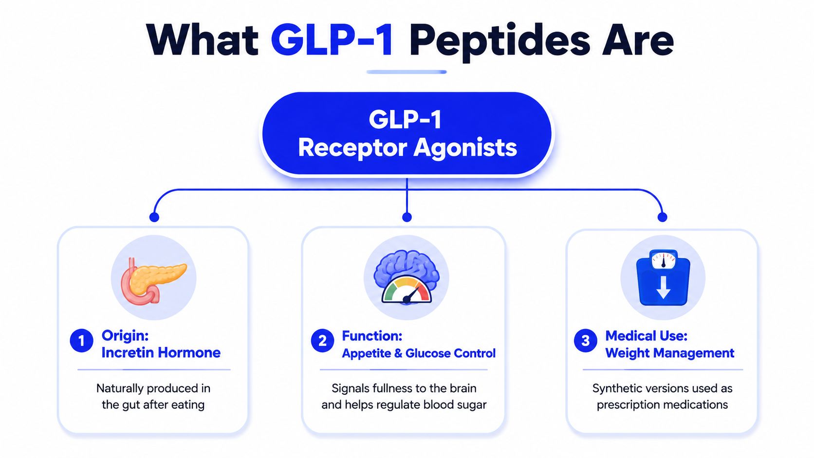 An infographic explaining what GLP-1 receptor agonists are, including their origin, function, and medical use.