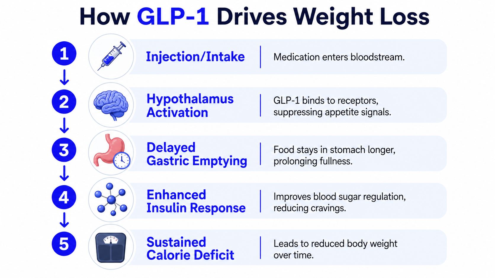 An infographic showing the five-step biological process of how GLP-1 medication drives weight loss in humans.