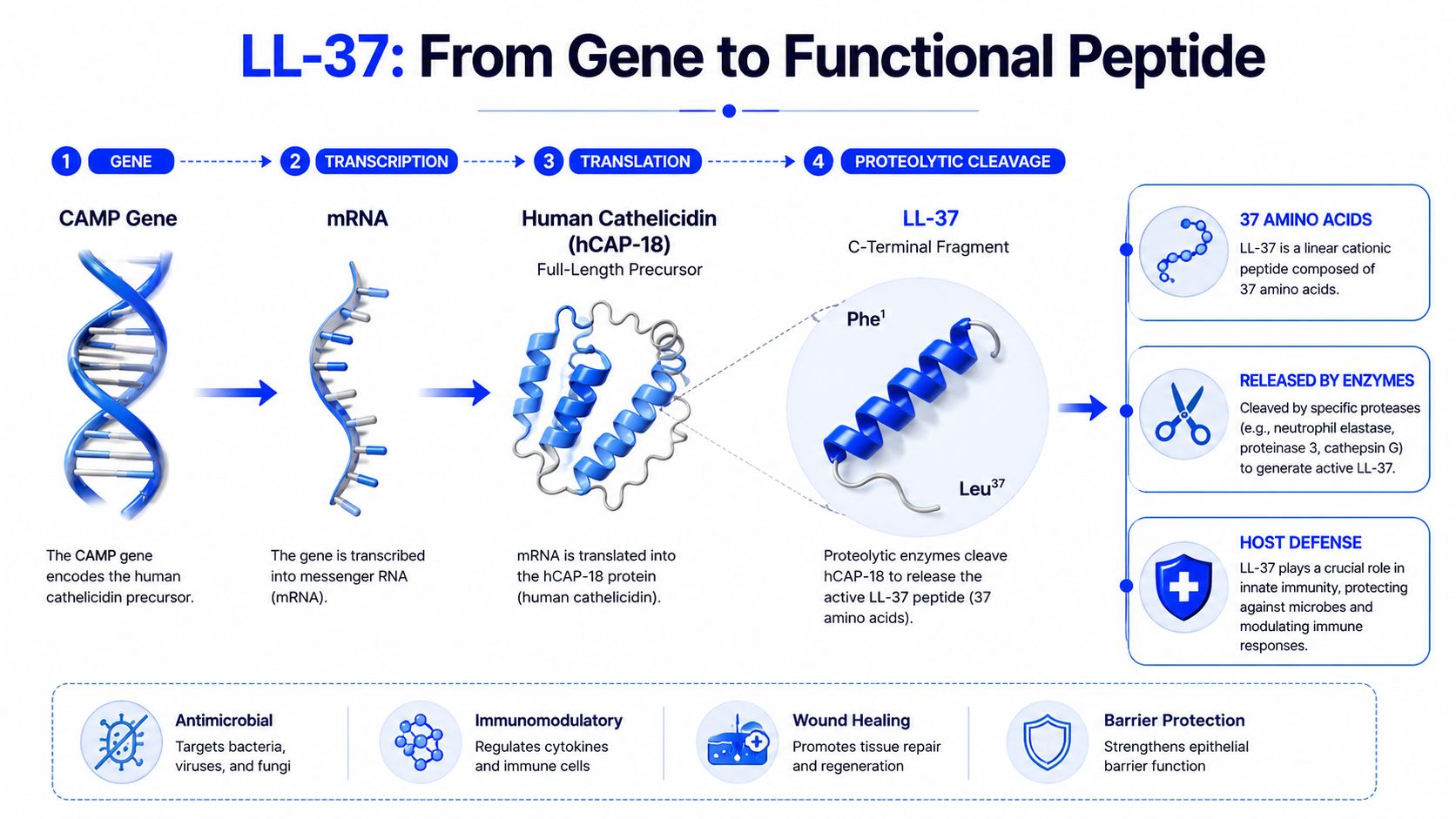 A diagram illustrating the biological process of converting the CAMP gene into the functional LL-37 peptide.
