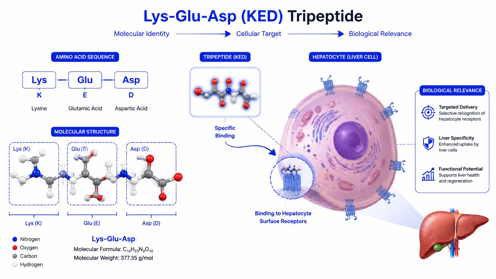 A diagram illustrating the molecular structure and biological liver-targeting benefits of the Lys-Glu-Asp tripeptide.