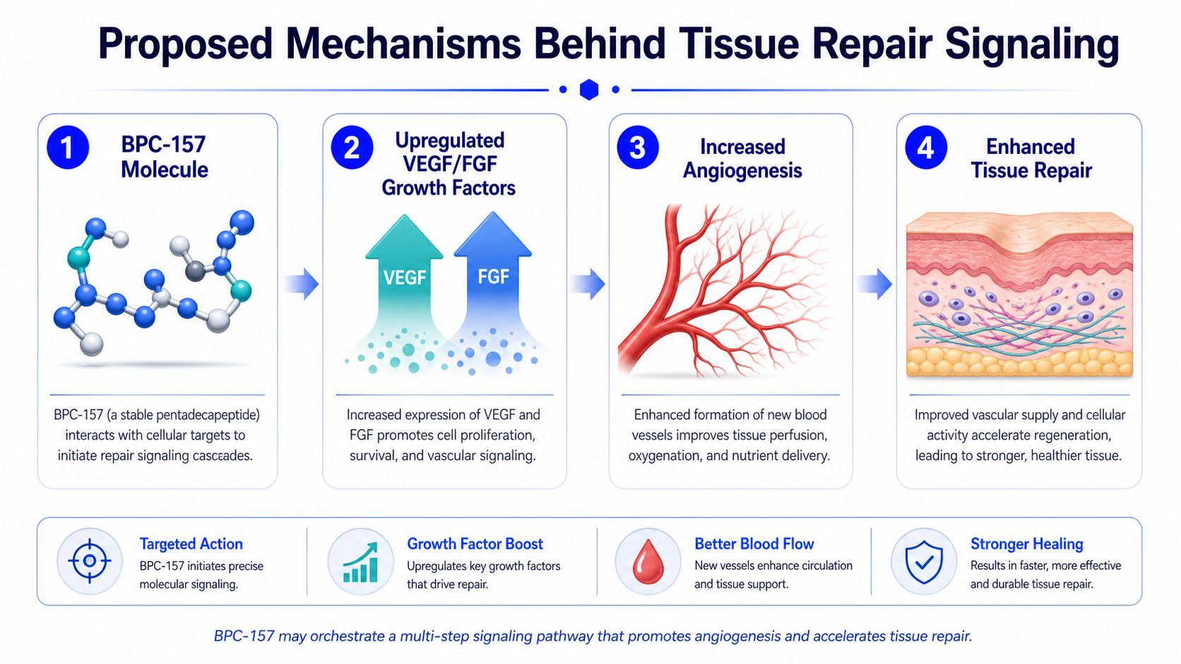A diagram illustrating the proposed four-step biological mechanism of how the BPC-157 peptide promotes tissue repair.