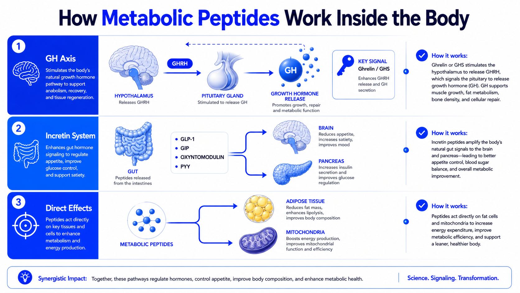 A diagram illustrating how various metabolic peptides work in the body to regulate hormones, appetite, and metabolism.