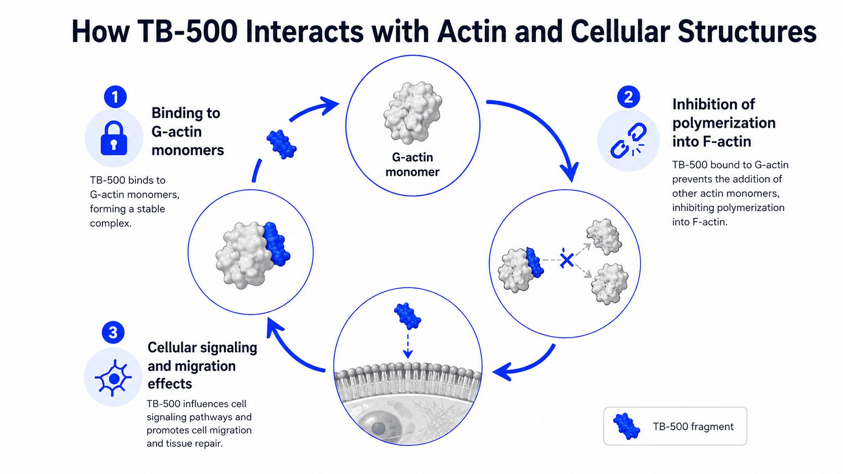A diagram illustrating how the peptide TB-500 interacts with actin to influence cellular structures and migration.