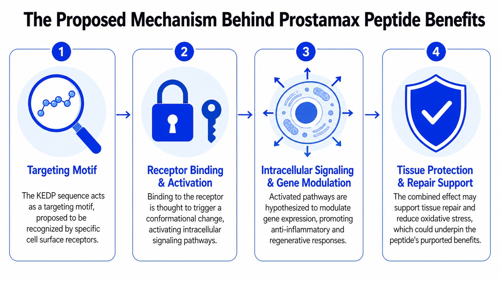 A four-step infographic illustrating the proposed biological mechanism behind Prostamax peptide benefits for tissue repair.