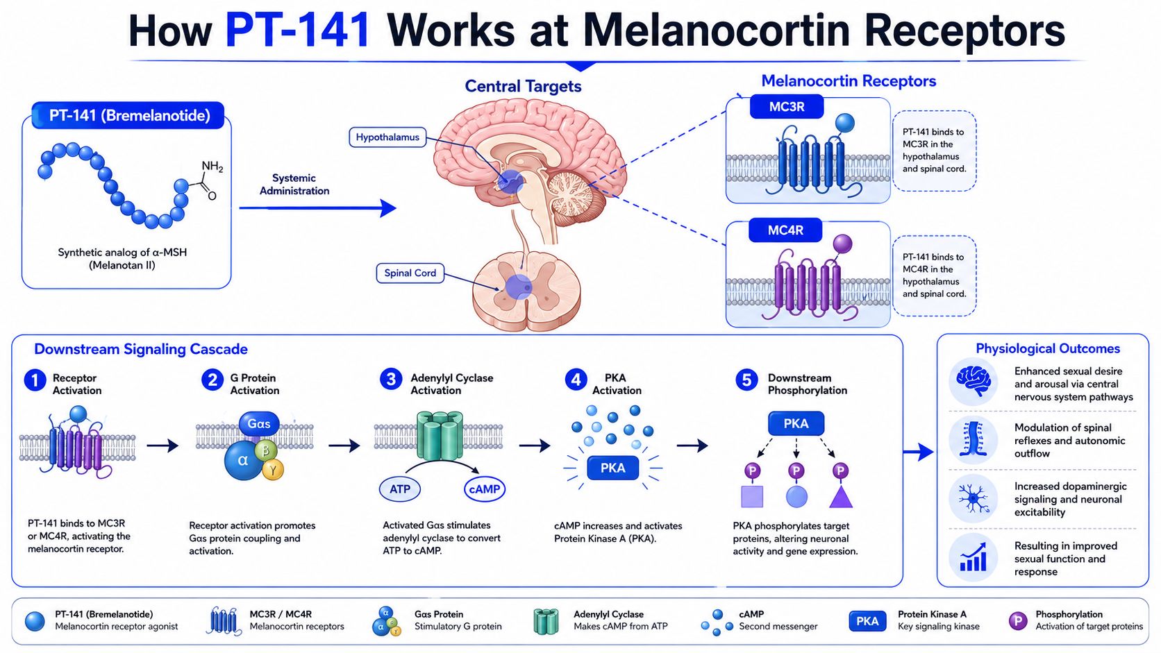 A diagram illustrating how the peptide PT-141 works on melanocortin receptors to improve sexual function.