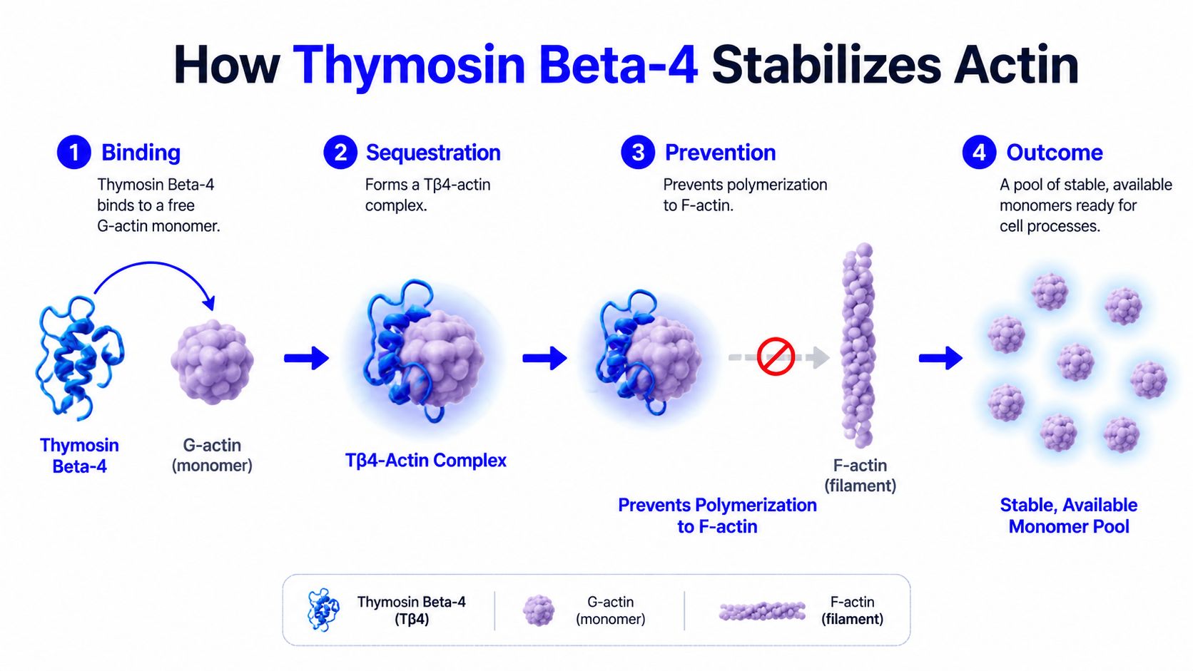 A diagram illustrating how Thymosin Beta-4 binds to G-actin monomers to prevent polymerization into F-actin filaments.