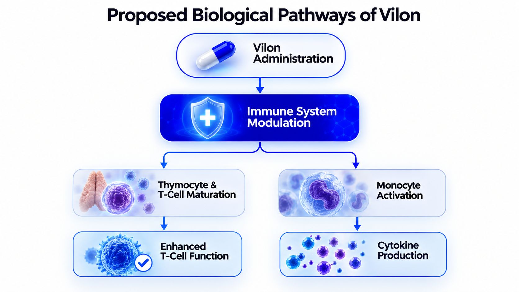 A diagram illustrating the proposed biological pathways of Vilon, showing its role in modulating immune system processes.