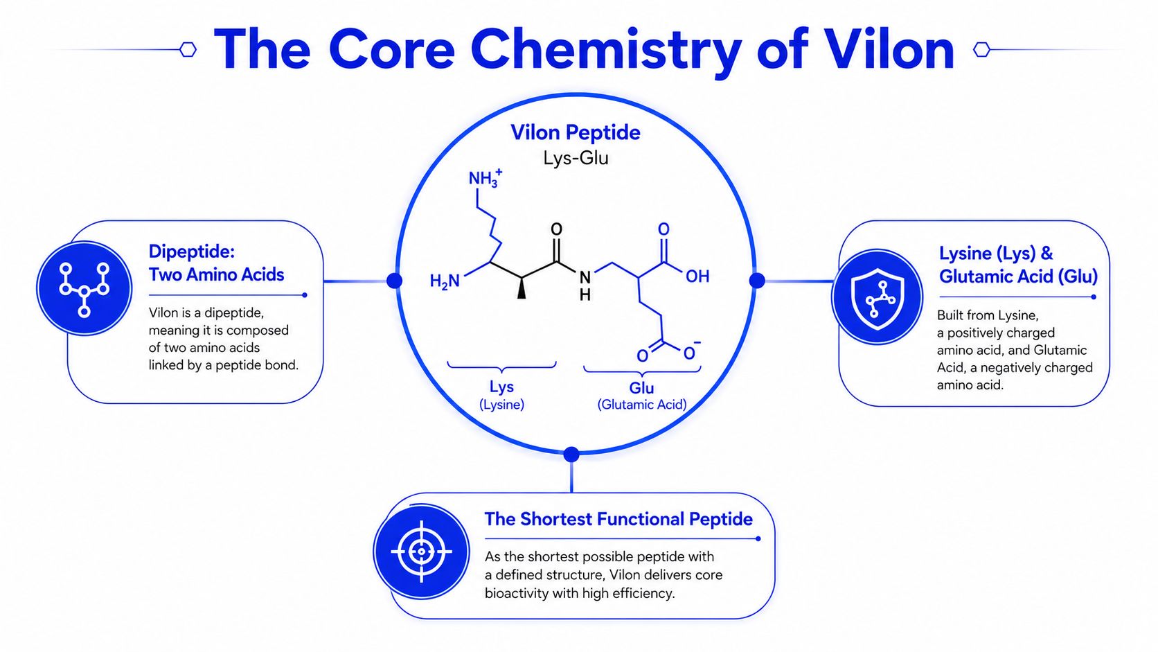 An educational infographic explaining the chemical structure of Vilon peptide, composed of Lysine and Glutamic acid amino acids.